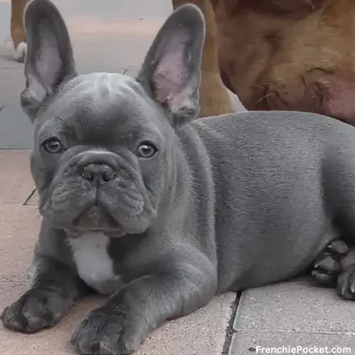 Important Things to Know about Blue Frenchies