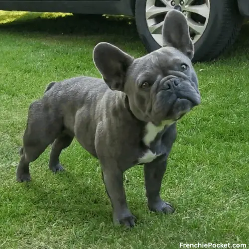 Queries about Blue French Bulldog