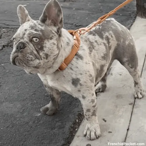 How Much Does a Merle French Bulldog Cost?