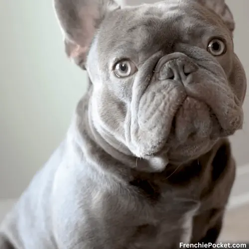 What is a Lilac French Bulldog