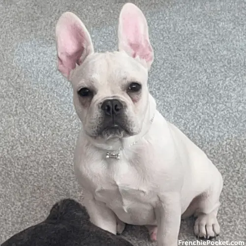 What Is White French bulldog
