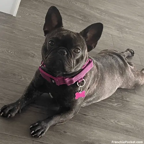 What does a Brindle Frenchie look like