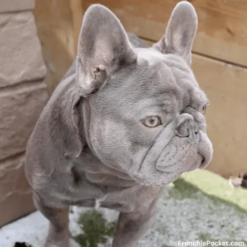 What a Lilac French bulldog looks like