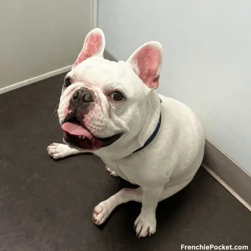 How much is a White French Bulldog?