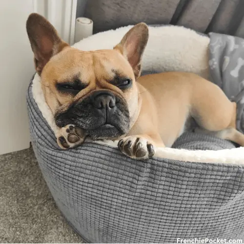 What is Fawn French Bulldog