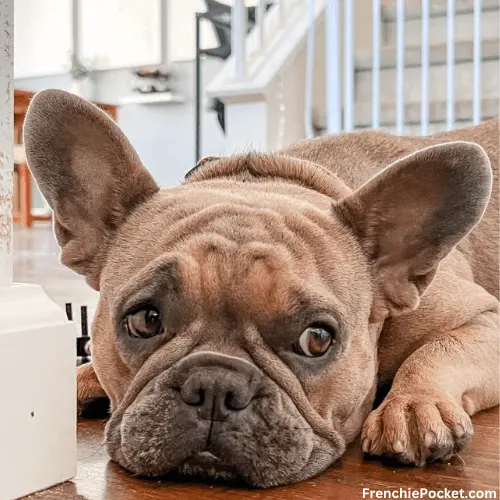 Deafness in French Bulldogs