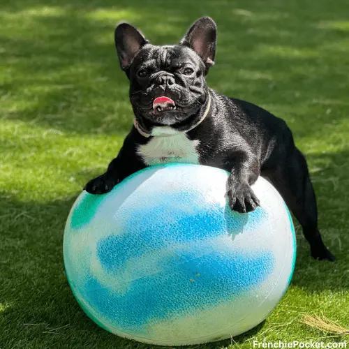 Black French bulldog Overview