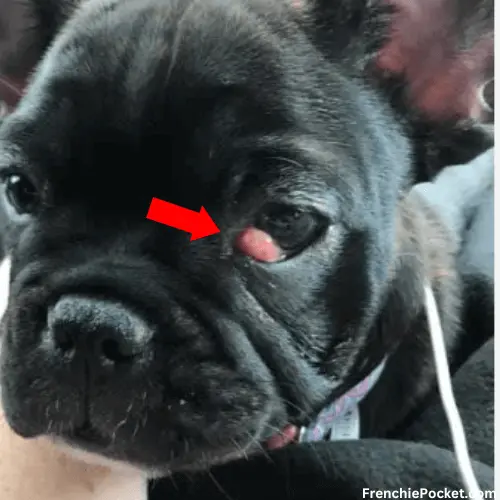 Cherry Eye in French Bulldog