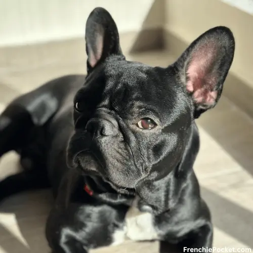How much is a Black French Bulldog