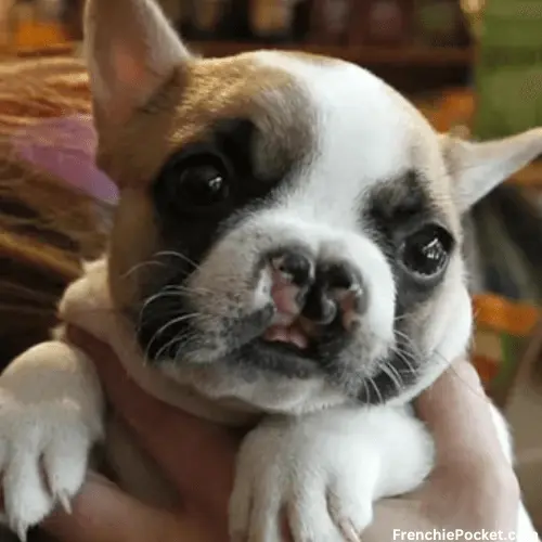 French Bulldog with Cleft Palate
