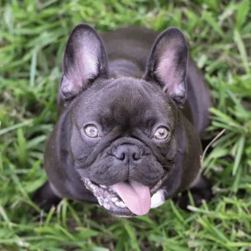 What is Chocolate French Bulldogs
