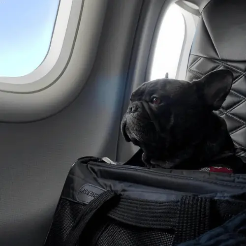 Frenchie Airline Regulations