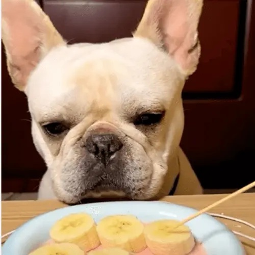 Benefits of Bananas for French Bulldogs