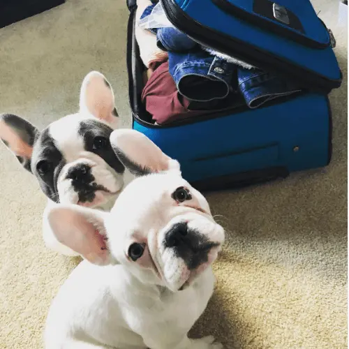 Frenchie Size and Weight Restrictions