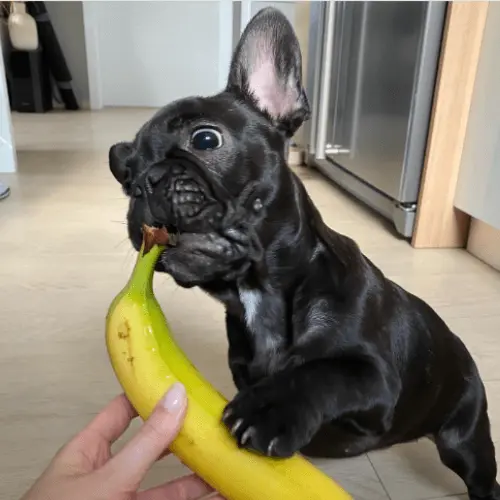 Can Frenchies Eat Bananas?
