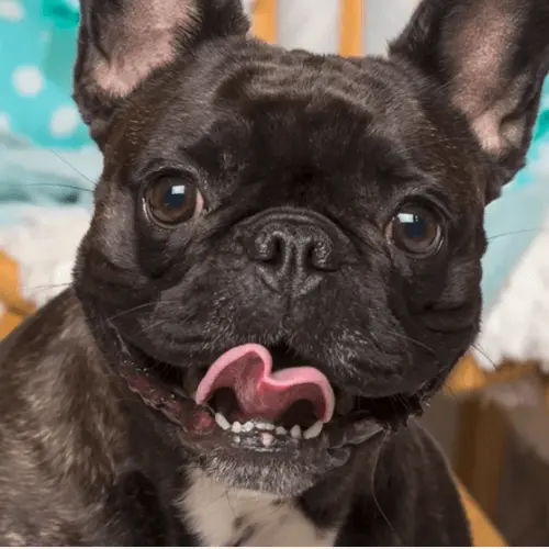 French Bulldogs Significant Health Concerns