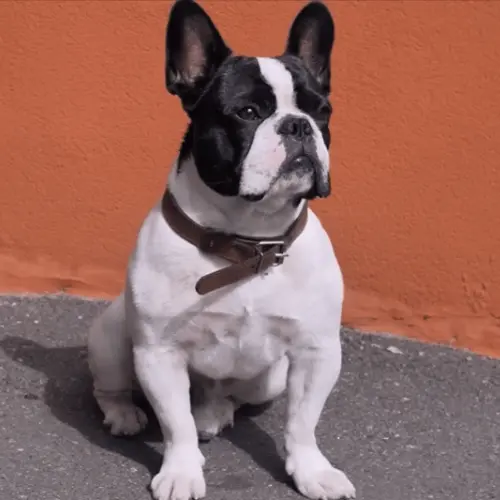 French Bulldogs Prone to Separation Anxiety