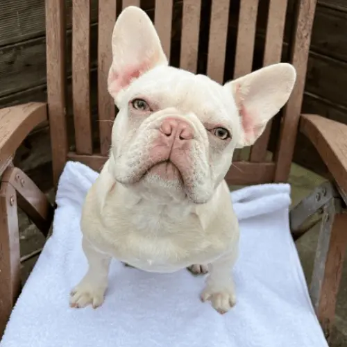 Platinum French Bulldogs Health Issues