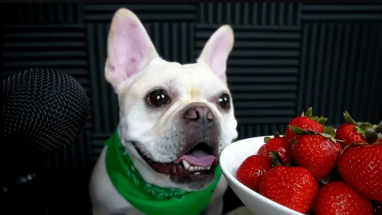 Can French Bulldogs Eat Strawberries?