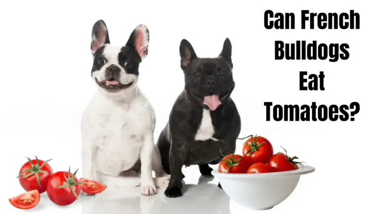 Can French Bulldogs Eat Tomatoes?