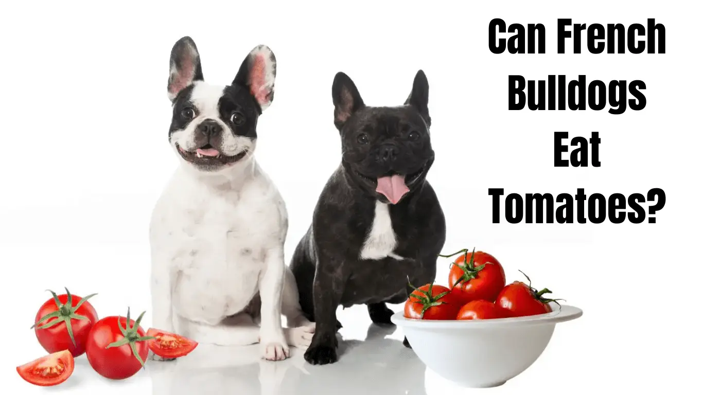 Can French Bulldogs Eat Tomatoes