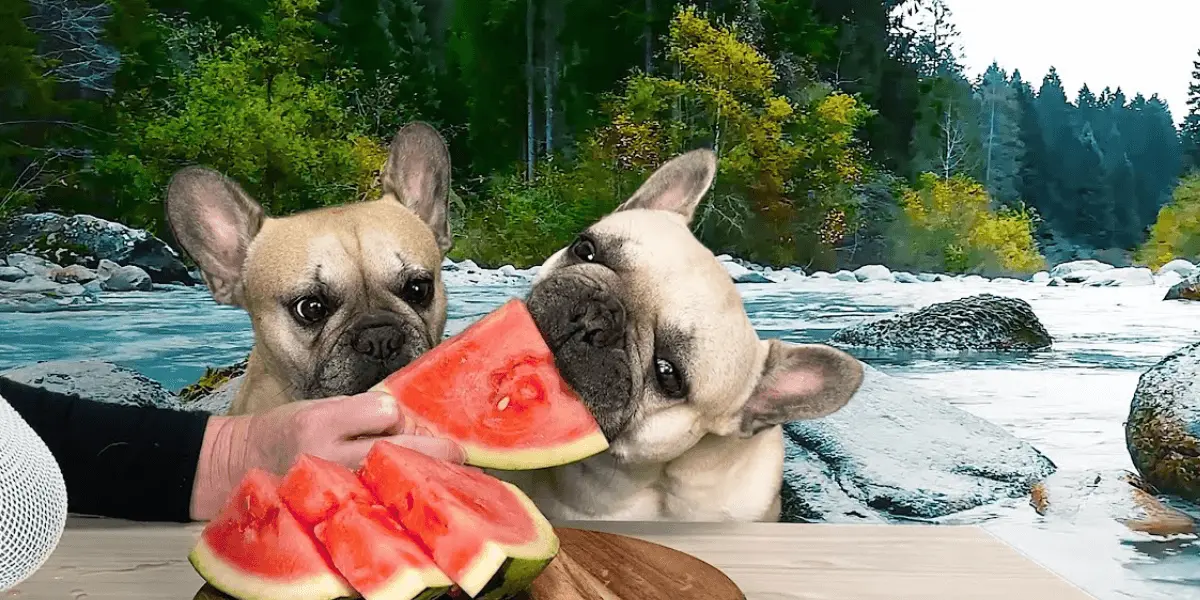Can French Bulldogs Eat Watermelon