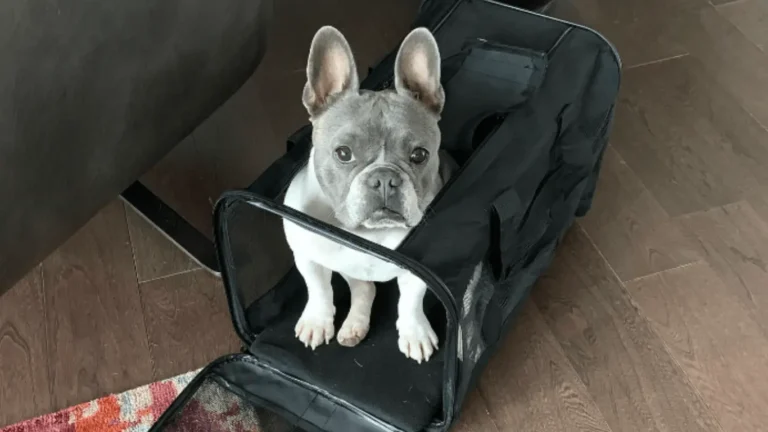 Can French Bulldogs Fly?