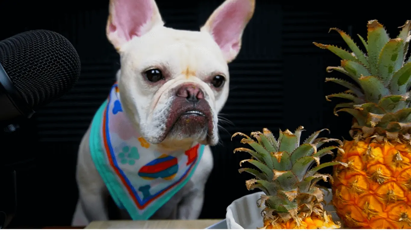 Can French Bulldogs Eat Pineapple