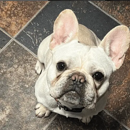 How much is a cream French bulldog?