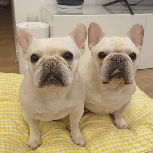 Cream French Bulldog Pictures