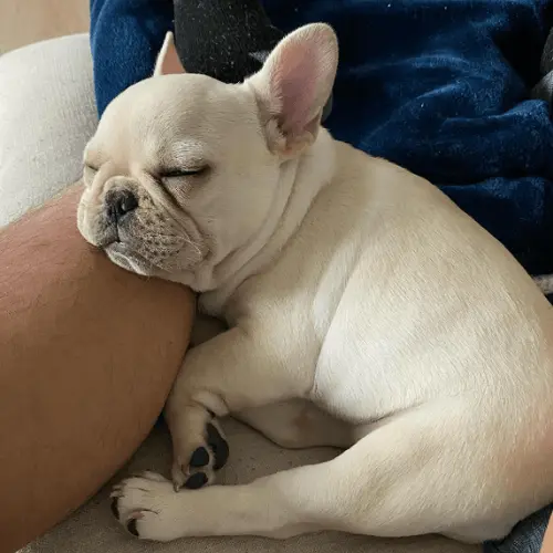 Some facts about cream Frenchies
