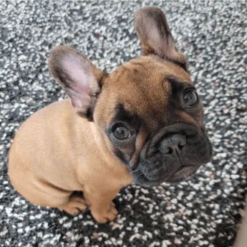 How much are Red-Fawn French Bulldogs