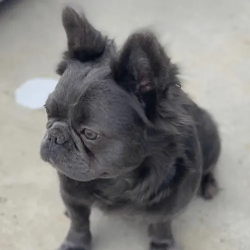 Health Problems with Fluffy Frenchie