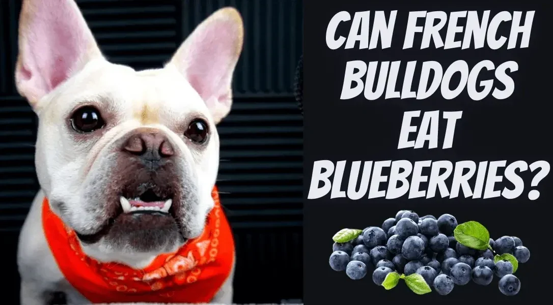 Can French Bulldogs Eat Blueberries
