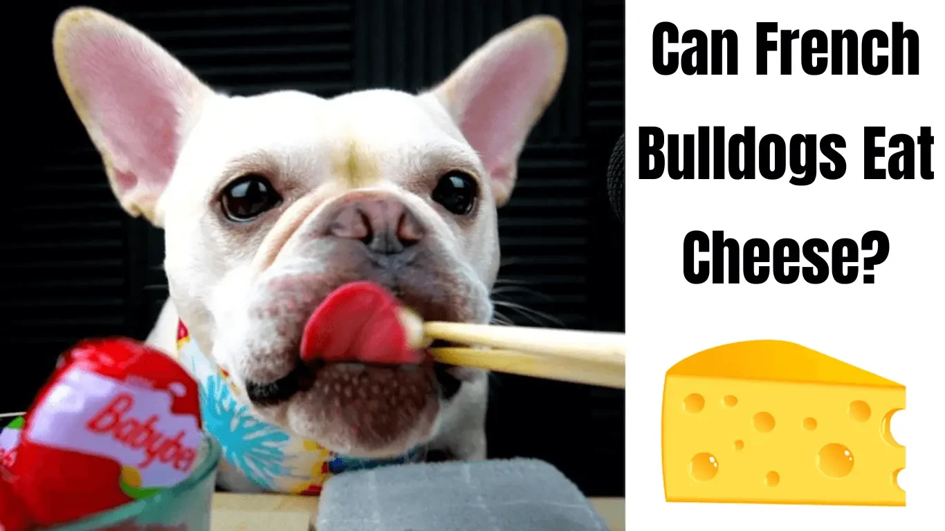 Can French Bulldogs Eat Cheese