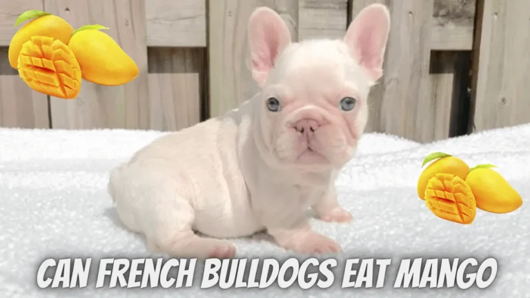 Can French Bulldogs Eat Mango?