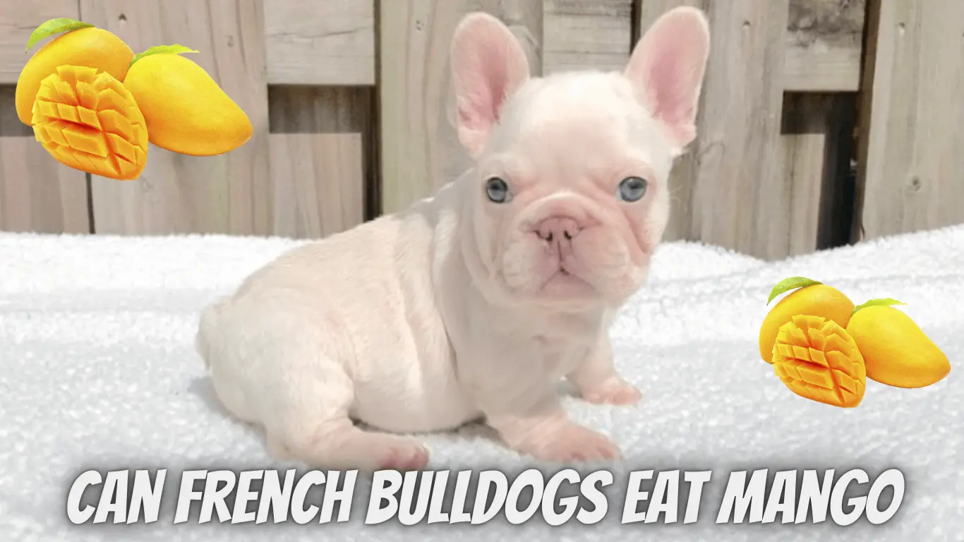 Can French Bulldogs Eat Mango