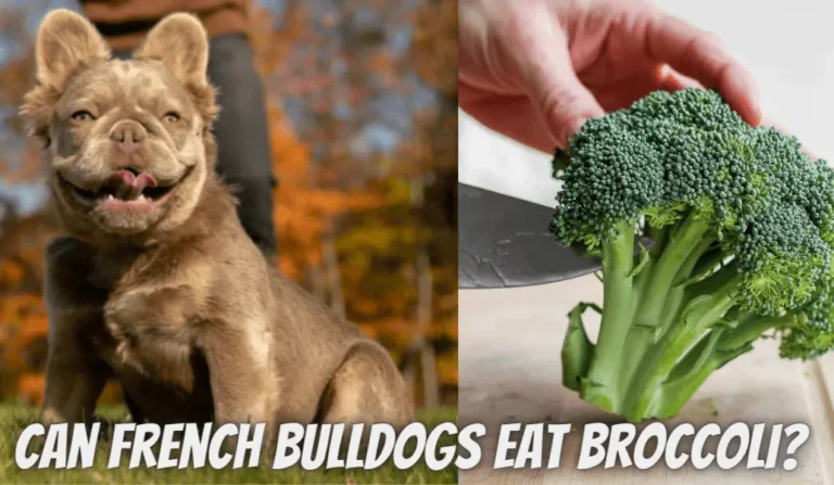 Can French Bulldogs Eat Broccoli? A Comprehensive Guide