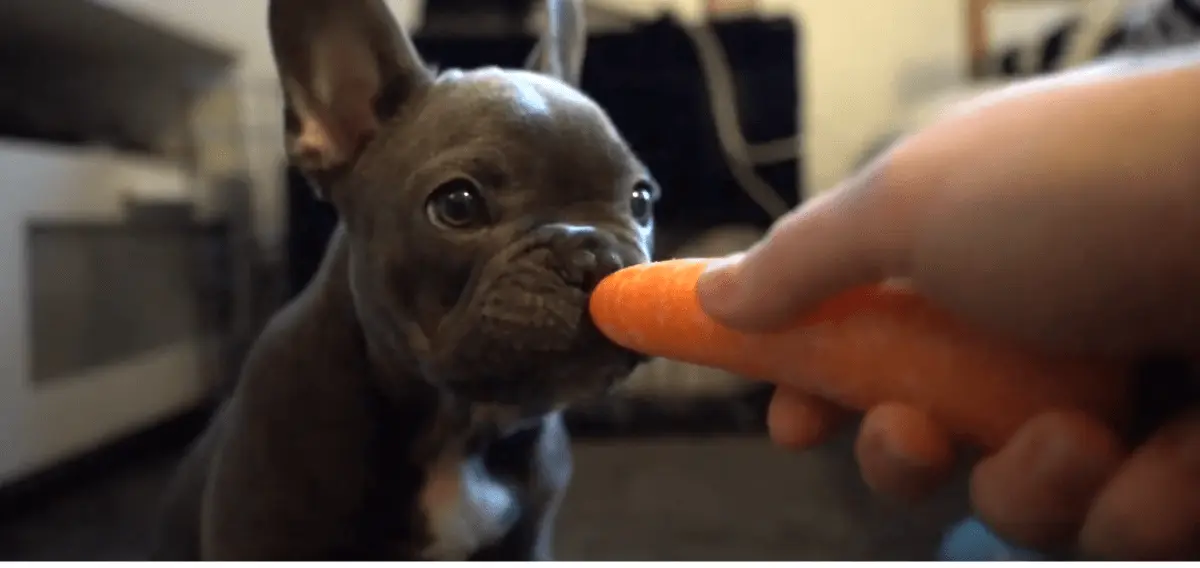Can French Bulldogs Eat  Carrots