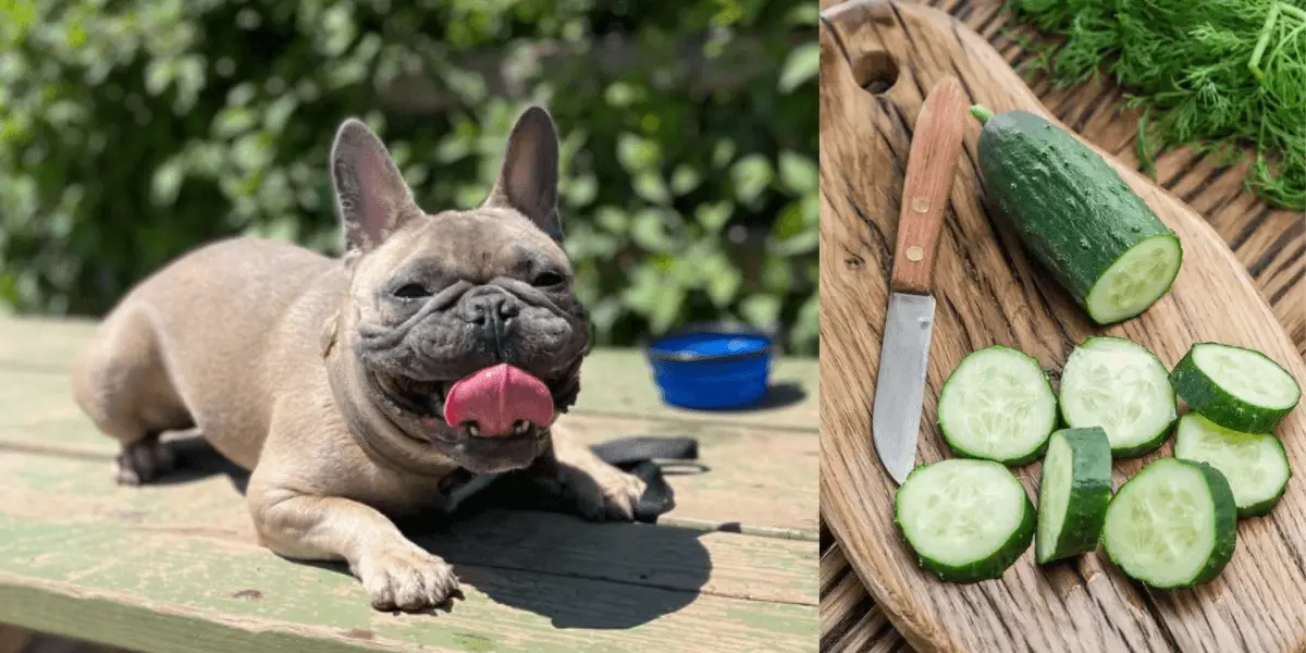 Can French Bulldogs Eat Cucumbers