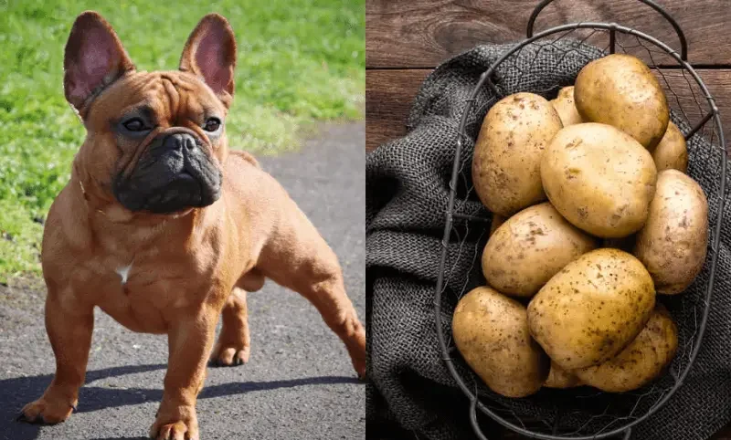 Can French Bulldogs Eat Potatoes