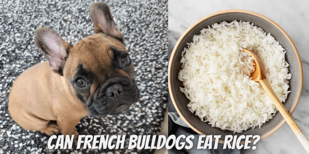 Can French Bulldogs Eat Rice