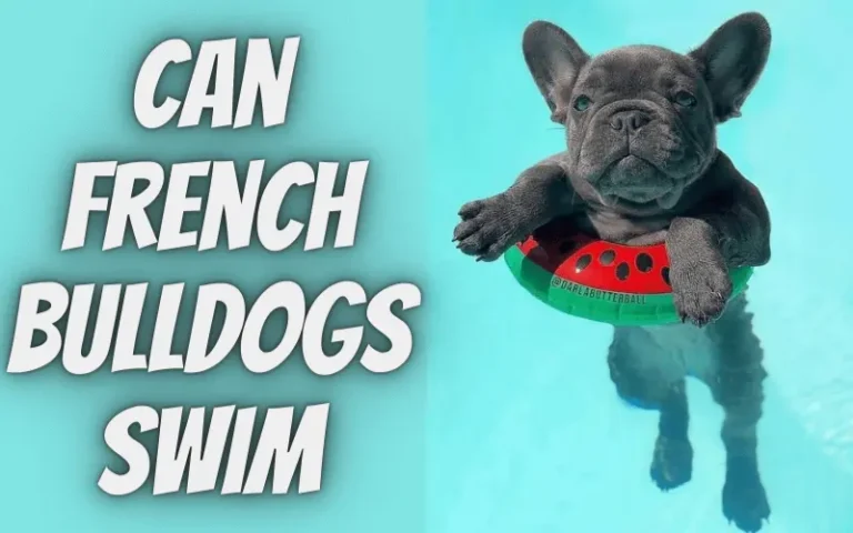 Can French Bulldogs Swim?