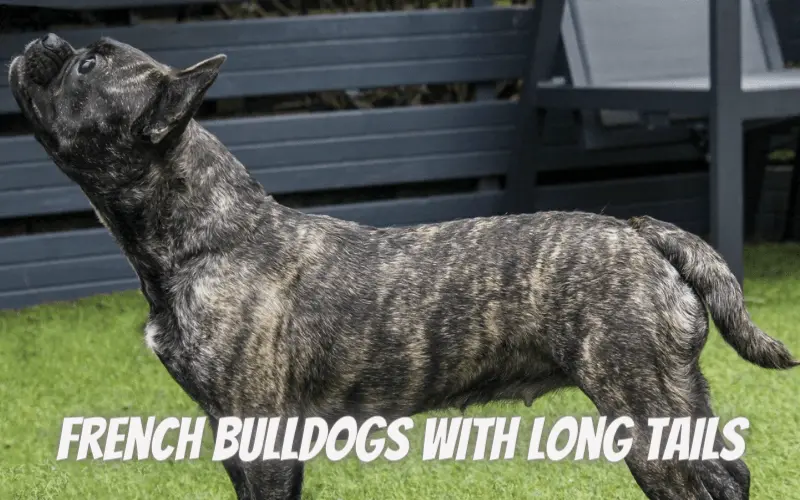 French Bulldogs With Long Tails