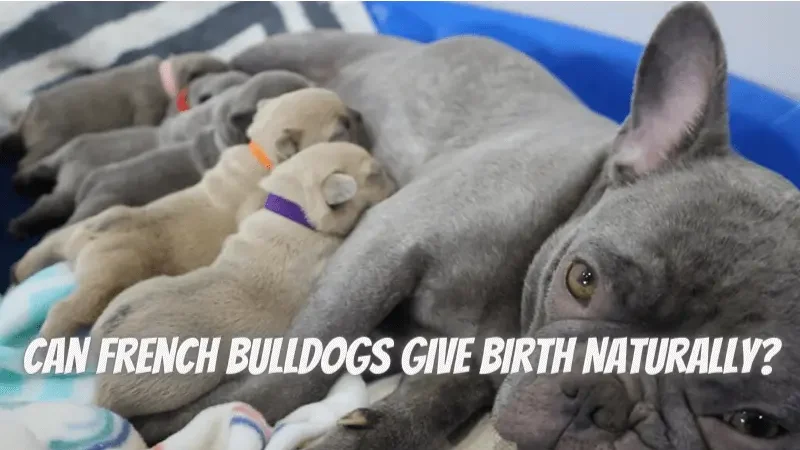 Can French Bulldogs Give Birth Naturally?