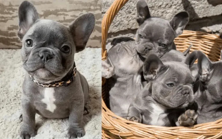 Can French Bulldogs Mate?