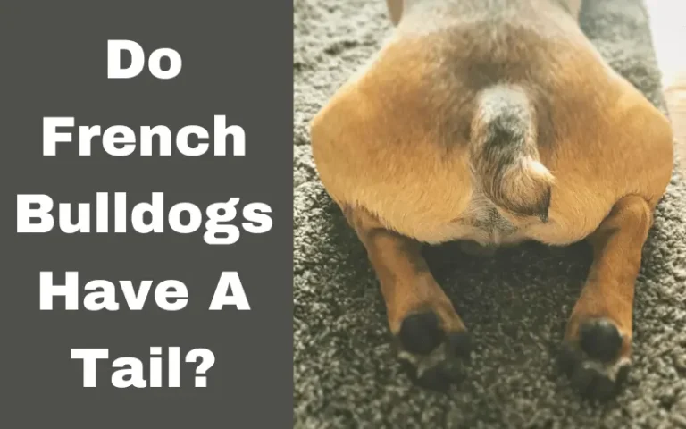 Do French Bulldogs Have A Tail?