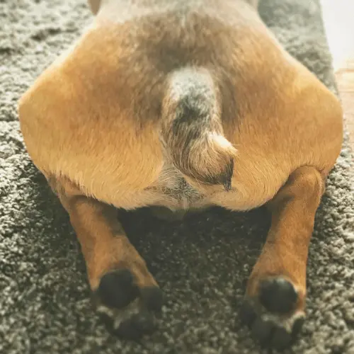 Is it true that French Bulldogs have Tails