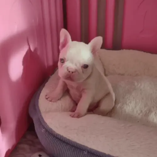 Understanding Albinism in Pink French Bulldogs with Lhasa Apso