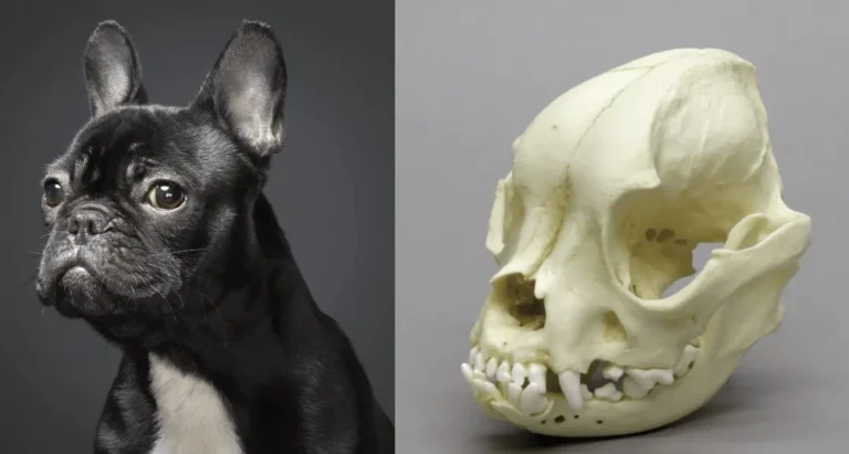 French Bulldog Skull – Exploring the Unique Structure of the French Bulldog Heads